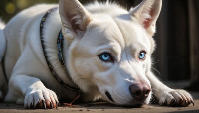 HQ,solo,looking at viewer,blue eyes,lying,signature,blurry,collar,no humans,depth of field,blurry background,animal,cat,on stomach,claws,dog,realistic,animal focus,white fur,whiskers