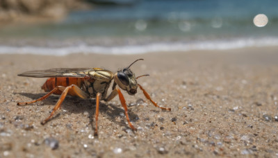 outdoors, wings, blurry, no humans, animal, moon, bug, robot, realistic, sand, antennae, desert