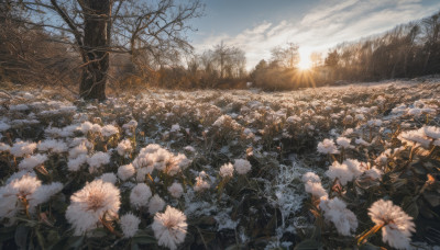 flower, outdoors, sky, cloud, tree, no humans, sunlight, white flower, nature, scenery, sun, field, landscape