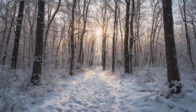 outdoors, tree, nature, scenery, snow, forest, winter, bare tree