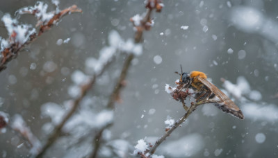 weapon, outdoors, blurry, tree, from above, scenery, snow, snowing, branch