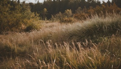 outdoors,sky,day,tree,no humans,grass,plant,nature,scenery,forest,field,cloud,blue sky,traditional media