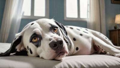 HQ,solo,looking at viewer,yellow eyes,lying,day,indoors,blurry,pillow,no humans,window,bed,depth of field,bed sheet,animal,on bed,on side,sunlight,on stomach,curtains,dog,realistic,lamp,bedroom,animal focus,horror (theme),open mouth,blurry background,cat