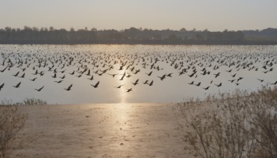 outdoors,sky,water,tree,no humans,bird,animal,building,nature,scenery,reflection,sunset,bare tree,river,lake,flock,1girl,grass,flying,horizon,field,landscape