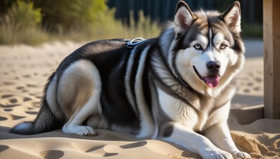 HQ,solo,looking at viewer,outdoors,lying,day,tongue,tongue out,blurry,black eyes,no humans,blurry background,animal,dog,realistic,animal focus,full body,signature,collar,on stomach