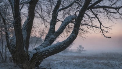 outdoors,sky,cloud,tree,dutch angle,no humans,grass,nature,scenery,forest,bare tree,landscape,fog,water,bird,sunset,branch,twilight,gradient sky,sunrise