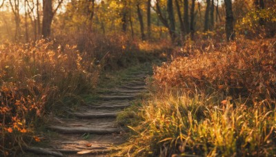 outdoors,day,blurry,tree,no humans,depth of field,leaf,sunlight,grass,plant,nature,scenery,forest,road,autumn leaves,river,autumn,path,orange theme