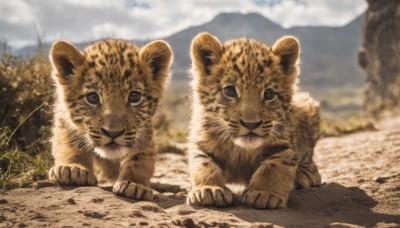 looking at viewer,closed mouth,outdoors,sky,day,cloud,signature,blurry,black eyes,tree,no humans,depth of field,blurry background,animal,cloudy sky,grass,mountain,realistic,animal focus,tiger,blue sky,nature