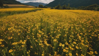 flower,outdoors,sky,day,cloud,tree,no humans,cloudy sky,grass,nature,scenery,mountain,yellow flower,field,flower field,landscape,mountainous horizon,blue sky,forest