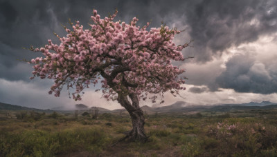 outdoors, sky, cloud, tree, no humans, cloudy sky, grass, cherry blossoms, nature, scenery, mountain, field, landscape