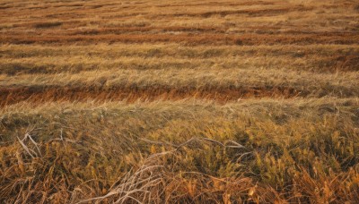 monochrome,outdoors,sky,tree,no humans,traditional media,grass,plant,nature,scenery,field,landscape,wheat,from above,painting (medium),orange theme