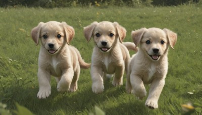 looking at viewer,open mouth,blue eyes,full body,outdoors,day,tongue,tongue out,blurry,black eyes,no humans,animal,leaf,grass,dog,realistic,animal focus,flower,signature,fangs