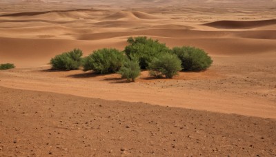 outdoors,sky,day,tree,no humans,beach,nature,scenery,sand,road,bush,landscape,desert,plant