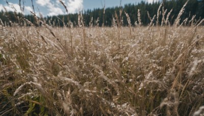 outdoors,sky,day,cloud,blurry,tree,blue sky,no humans,depth of field,grass,plant,nature,scenery,forest,field,landscape,cloudy sky