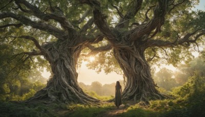 1girl,solo,long hair,black hair,dress,very long hair,standing,white hair,outdoors,day,from behind,black dress,tree,sunlight,grass,nature,scenery,forest,robe,light rays,fantasy,facing away,wide shot,sky,plant,landscape,moss