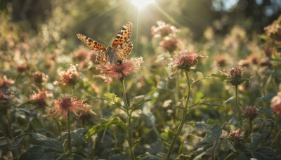 flower, outdoors, day, blurry, no humans, depth of field, blurry background, leaf, sunlight, bug, plant, butterfly, nature, scenery, realistic