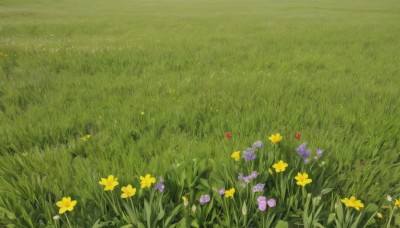 flower,outdoors,day,no humans,grass,scenery,yellow flower,purple flower,field,flower field,leaf,plant,white flower,nature,pink flower,blue flower