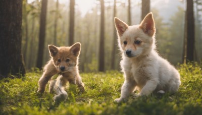 looking at viewer,blue eyes,closed mouth,outdoors,day,blurry,tree,no humans,depth of field,blurry background,animal,grass,plant,nature,forest,dog,realistic,animal focus,signature,cat,white fur