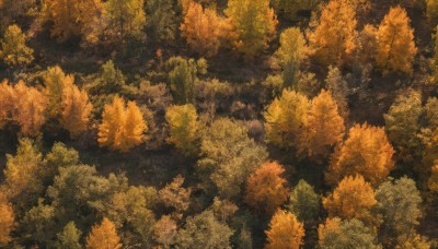 outdoors,tree,no humans,leaf,traditional media,nature,scenery,forest,painting (medium),autumn leaves,autumn,orange theme,artist name,signature,sunlight,yellow theme