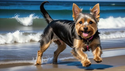 HQ,looking at viewer,open mouth,full body,outdoors,sky,day,tongue,artist name,cloud,signature,tongue out,water,black eyes,collar,no humans,ocean,animal,beach,running,dog,realistic,leash,sand,animal focus,waves,shiba inu,solo,standing,blurry,shadow,fangs,watermark,web address,splashing,animal collar