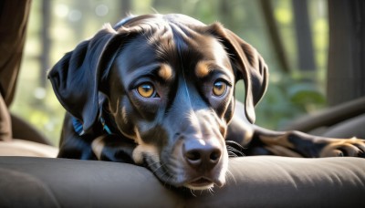 HQ,solo,1boy,brown eyes,yellow eyes,indoors,blurry,no humans,depth of field,blurry background,animal,cat,looking up,realistic,animal focus,whiskers,looking at viewer,jewelry,closed mouth,earrings,day,tree,close-up,dog,puppy