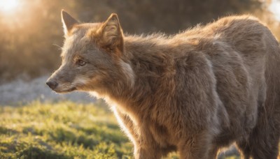 solo,brown eyes,closed mouth,outdoors,day,blurry,from side,no humans,depth of field,blurry background,animal,cat,realistic,animal focus,whiskers,sky,signature,profile