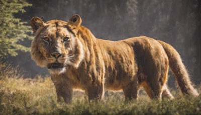 solo,looking at viewer,closed mouth,outdoors,day,blurry,black eyes,tree,no humans,depth of field,blurry background,animal,grass,nature,forest,realistic,animal focus,tiger,brown eyes,standing