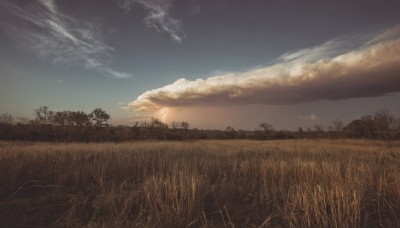 outdoors,sky,cloud,tree,blue sky,no humans,cloudy sky,grass,nature,scenery,forest,sunset,sun,field,landscape,day,plant,star (sky)