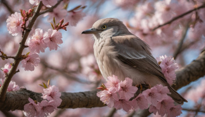 flower, outdoors, day, blurry, tree, no humans, depth of field, blurry background, bird, animal, cherry blossoms, pink flower, realistic, branch, animal focus, owl