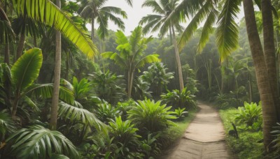 outdoors,day,tree,no humans,leaf,sunlight,grass,plant,nature,scenery,forest,palm tree,bush,shade,artist name,signature,light rays,road,path