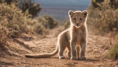 solo,looking at viewer,full body,outdoors,day,blurry,black eyes,tree,no humans,depth of field,blurry background,animal,grass,nature,realistic,animal focus,standing,sky,signature,blue sky