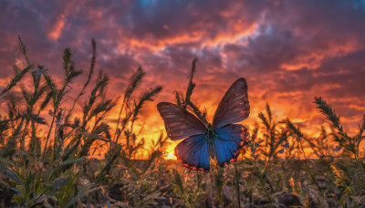 outdoors, sky, cloud, signature, no humans, animal, cloudy sky, bug, plant, butterfly, scenery, sunset, twilight, evening