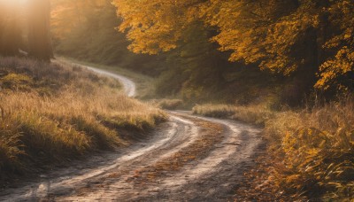 outdoors,day,water,tree,no humans,leaf,sunlight,grass,nature,scenery,forest,road,autumn leaves,river,autumn,landscape,path,realistic,bush,street