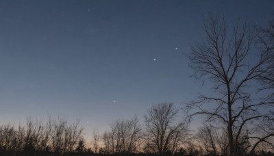 outdoors,sky,cloud,tree,blue sky,no humans,night,star (sky),nature,night sky,scenery,forest,starry sky,bare tree,gradient sky,moon,grass,plant,crescent moon