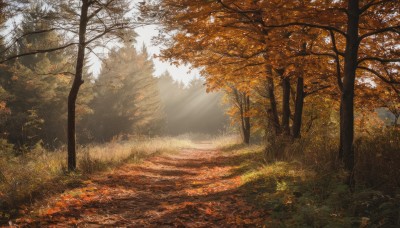 outdoors,day,signature,tree,no humans,leaf,sunlight,grass,nature,scenery,forest,light rays,road,autumn leaves,maple leaf,sunbeam,dappled sunlight,autumn,landscape,path,sky