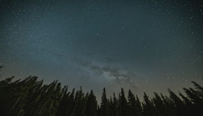 outdoors,sky,cloud,tree,no humans,night,star (sky),nature,night sky,scenery,forest,starry sky,star (symbol),pine tree