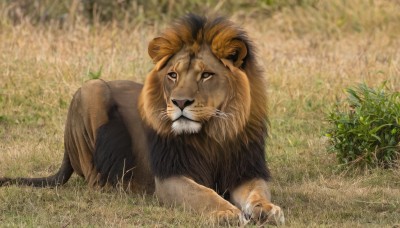 solo,looking at viewer,full body,outdoors,lying,day,signature,blurry,no humans,animal,fangs,grass,plant,claws,realistic,animal focus,lion