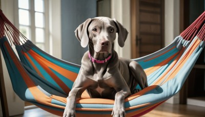 HQ,looking at viewer,day,indoors,blurry,collar,no humans,window,depth of field,blurry background,animal,parody,curtains,dog,realistic,animal focus,animal collar,what,solo,brown eyes,tongue,tongue out,umbrella,chair,sunlight,hand fan