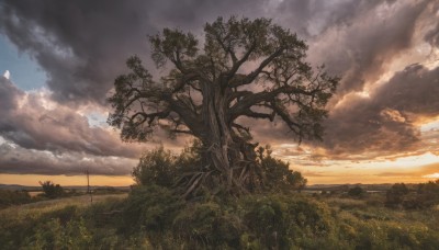 outdoors,sky,cloud,tree,no humans,sunlight,cloudy sky,grass,plant,nature,scenery,forest,sunset,sun,landscape,horizon,field