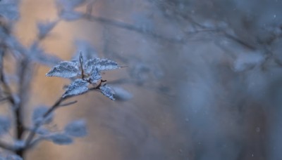 flower,outdoors,blurry,tree,no humans,depth of field,blurry background,leaf,from above,scenery,snow,snowing,branch,still life,solo,wings,dragon