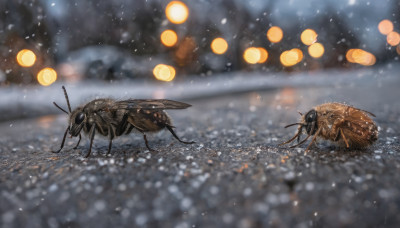 outdoors, blurry, no humans, depth of field, animal, bug, snow, lantern, snowing, realistic, antennae, oversized animal