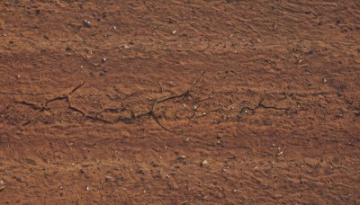 solo,monochrome,outdoors,no humans,traditional media,scenery,sepia,brown theme,orange theme,comic,tree,from above,nature,branch