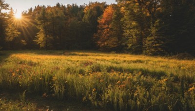 flower,outdoors,sky,day,tree,no humans,sunlight,grass,plant,nature,scenery,forest,sunset,light rays,sun,field,landscape,cloud,blue sky,leaf,autumn